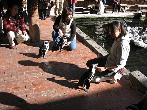 081121-22-35penguin.jpg