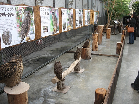 081121-22-37owl.jpg