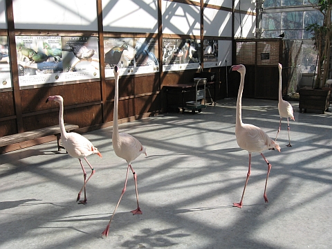 081121-22-44flamingo.jpg