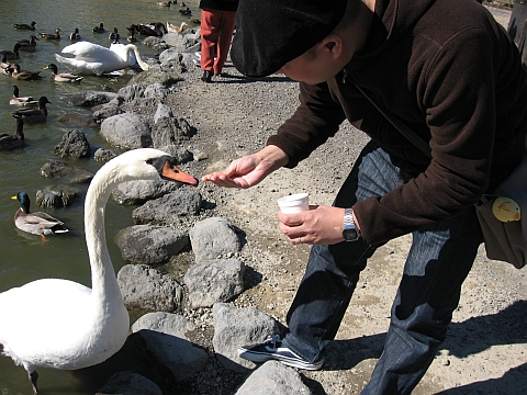 081121-22-46swan.jpg